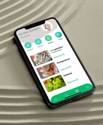 Estudo Caso de App AlgaID